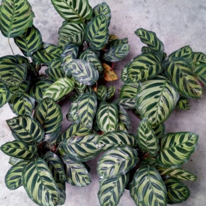 TANAMAN HIAS CALATHEA MAKOYANA BERKUALITAS