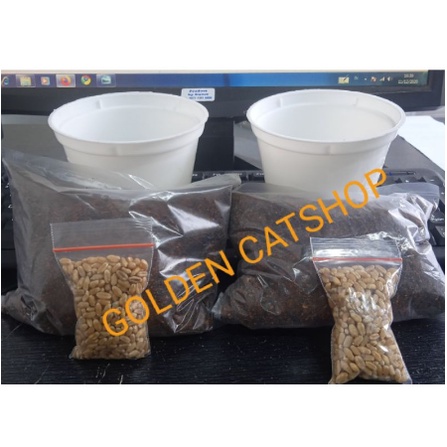 PAKET LENGKAP RUMPUT KUCING (MEDIA+POT+BENIH)/CAT GRASS