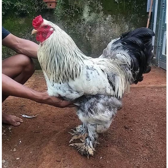 TELUR AYAM BRAHMA COLOMBIA SUPER JUMBO FERTIL ASLI UNTUK TERNAK