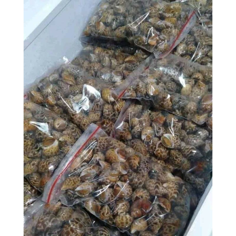 

kerang macan