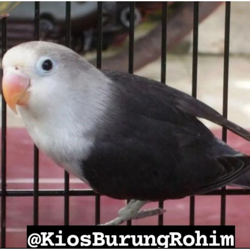 burung lovebird batman FC jantan/betina paud dan dewasa