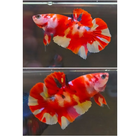 ikan cupang nemo leopard