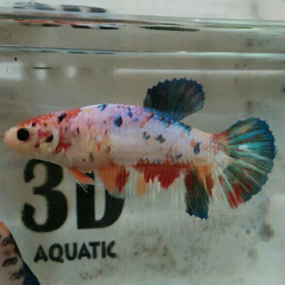 ikan cupang giant female/betina bo 5