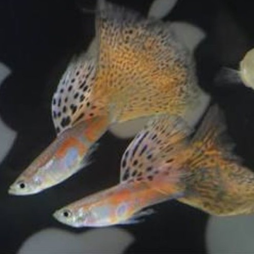 ikan Guppy red grass sepasang
