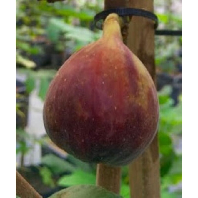 bibit buah tin fresh cangkok jenis langka ALGERINA