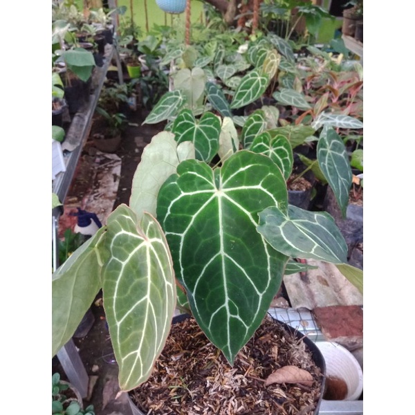 Anthurium Cristalinum (kuping gajah)