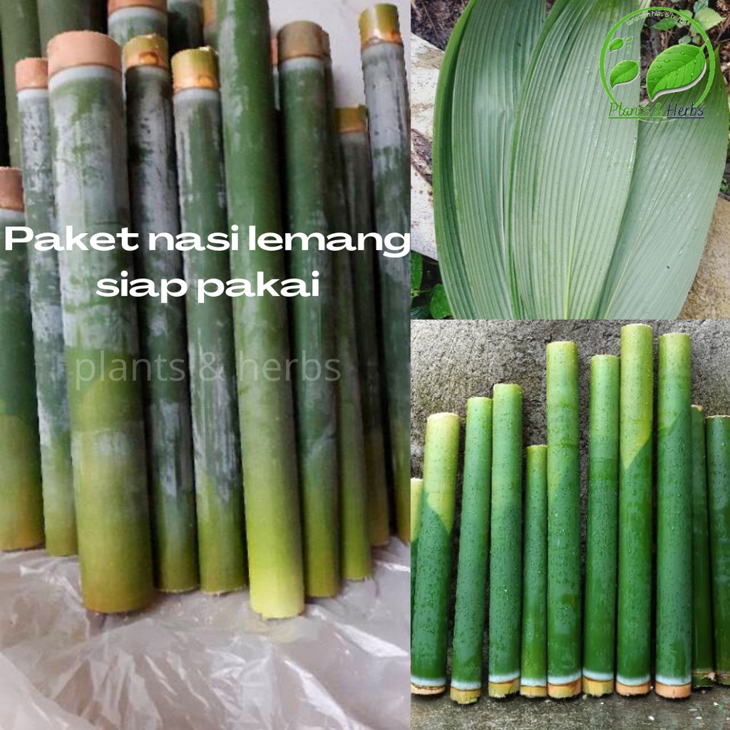 

Paket 5 pcs Bambu lemang / leumeung / batang bambu / ruas bambu siap pakai + daun congkok