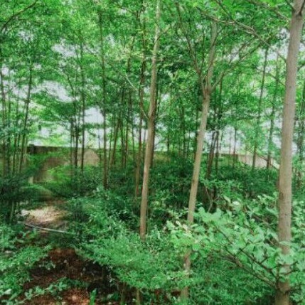 Pohon peneduh ketapang kencana 3- 4 meter.