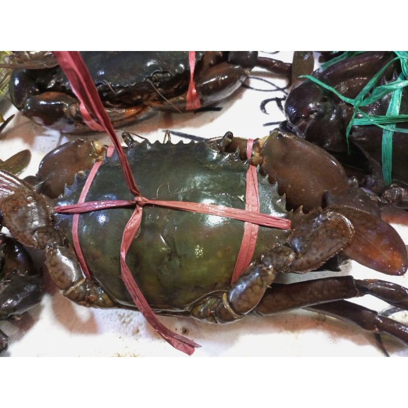 

kepiting