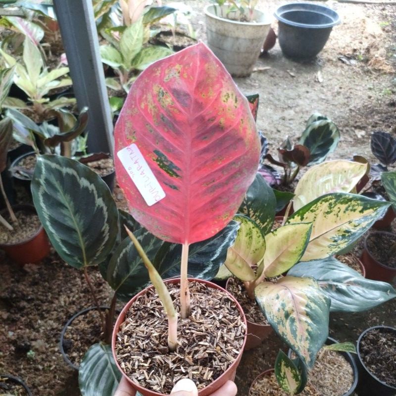 aglonema baby Wulandari