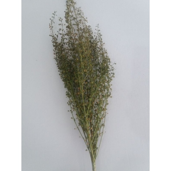 dried flower seed grass