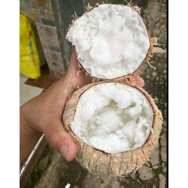 

buah kelapa kopyor genjah segar fresh murah ready