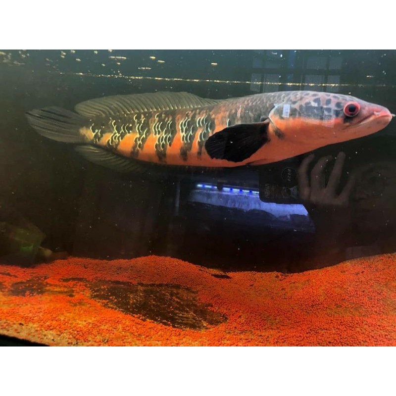 

Channa Red sampit super grade A sortiran