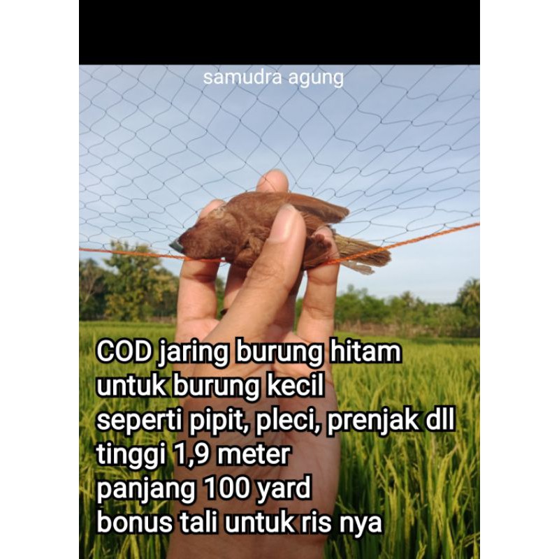 CUCI GUDANG JARING BURUNG HITAM JARING BURUNG PIPIT 1,9 METER X90 METER BONUS TALI JARING BURUNG KOL