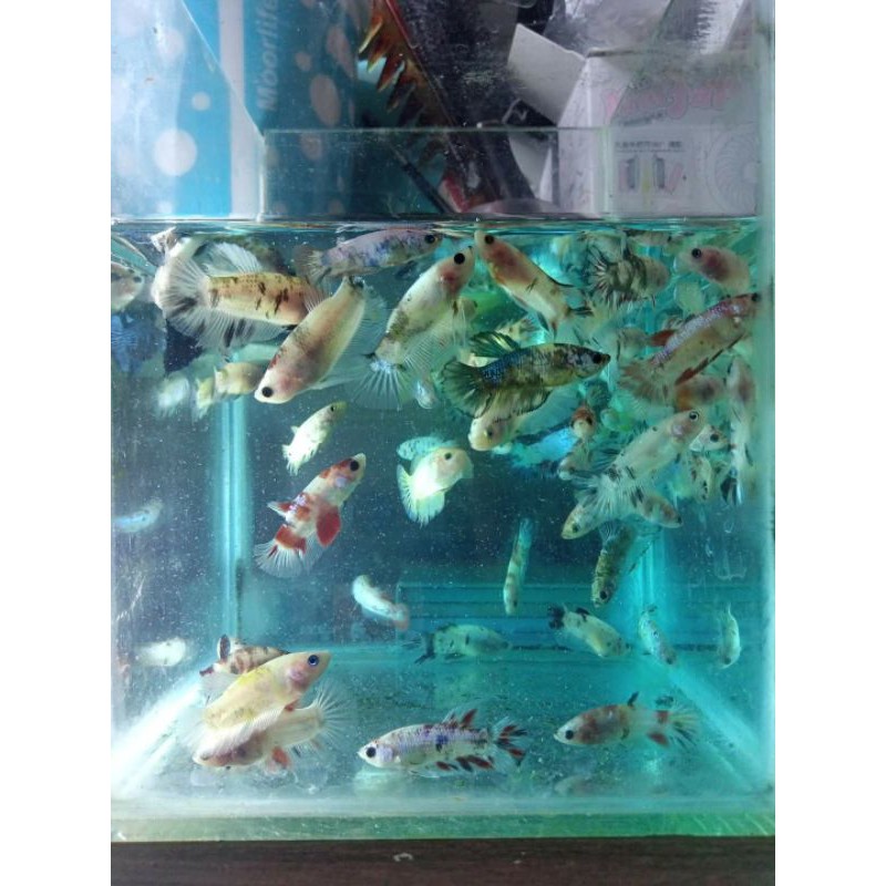 PARTAI BAHANAN IKAN CUPANG PLAKAT NEMO/KOI/GALAXI/MULTICOLOR