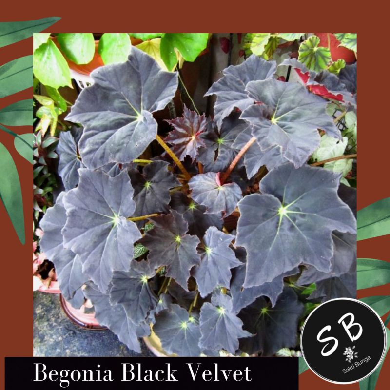 Begonia Black Velvet