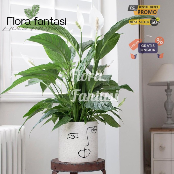 Peace Lily spathiphyllum TANAMAN HIAS BUNGA UNTUK INDOOR DALAM RUANGAN (Tanaman hias hidup indoor mu