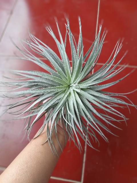 Tillandsia Rubra Druid Houston Fuego