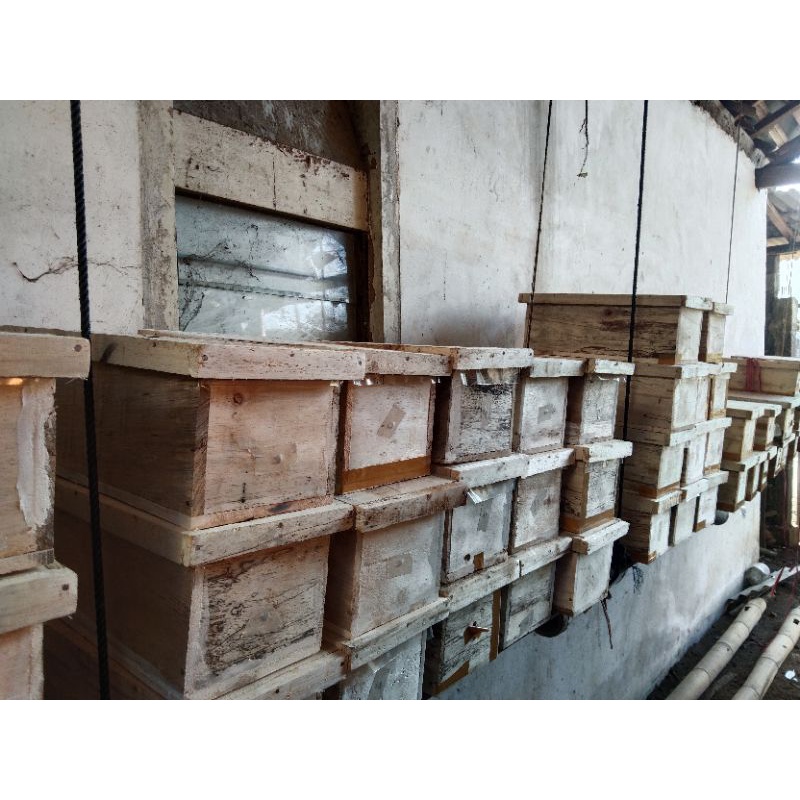 

Sarang / Koloni Bibit Lebah Trigona / Klanceng Leviceps Siap Produksi Madu