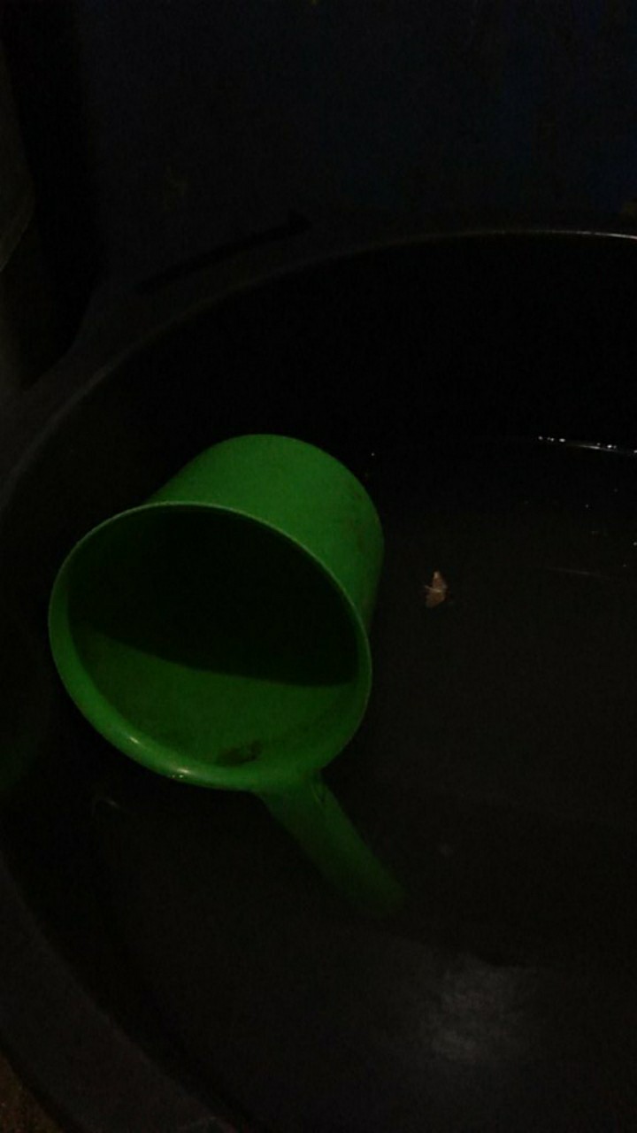 Pakan Walet Cap Walet Mas