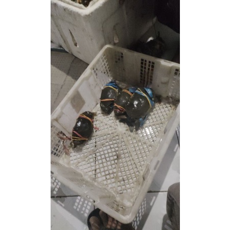 

Kepiting hidup Fresh