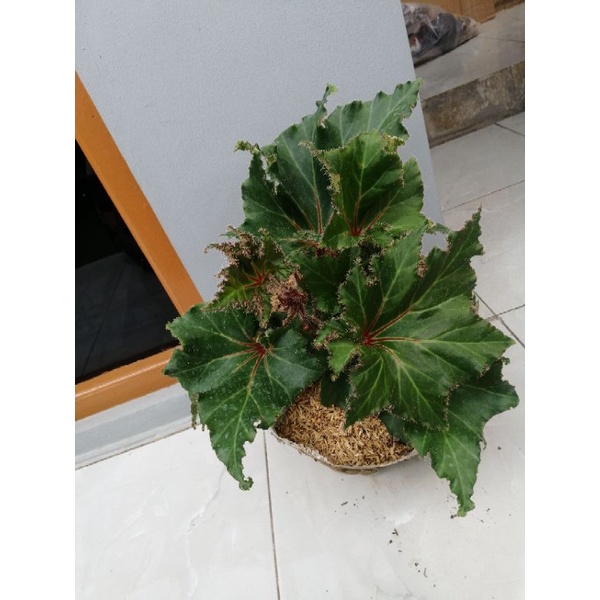 Tanaman Hias Begonia Brazil Hijau Jumbo
