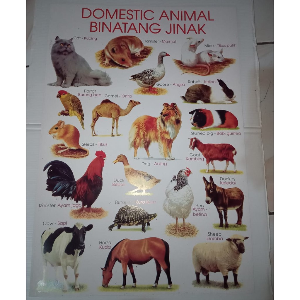 Poster Tema Hewan - Hewan Jinak