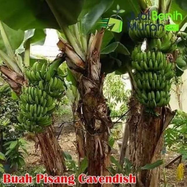 5 Jenis Kultivar Pisang Cavendish Yang Harus Kamu Tau Agrilogy