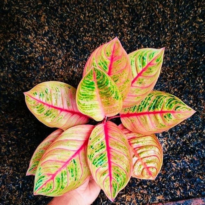 PROMO BABY AGLONEMA KRESNA ANAKAN + POT