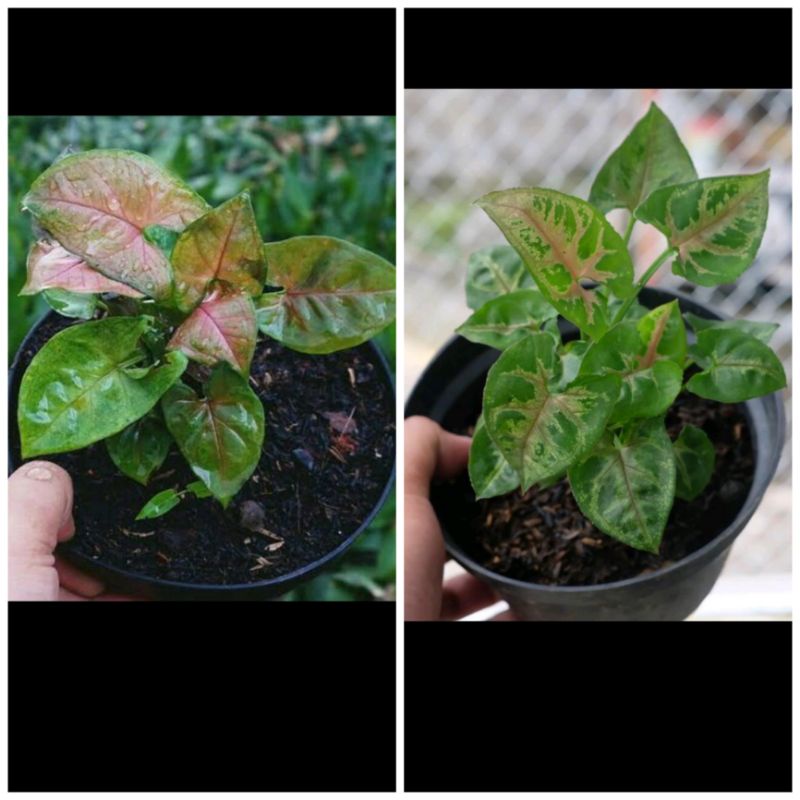 Syngonium Pink | Syngonium Christmas | Syngonium Pink  Maria Allusion