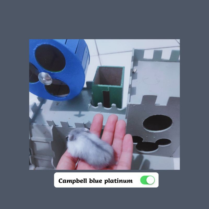 Hamster campbell rare color lilac n blue limited edition