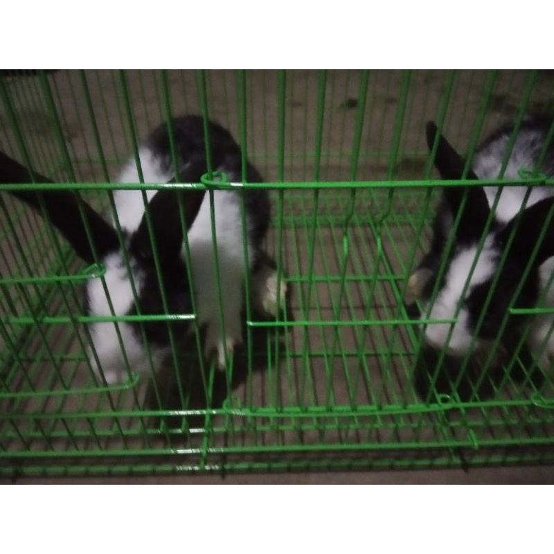 kelinci plus kandang anggora lokal cm bisa kirim greb gojek