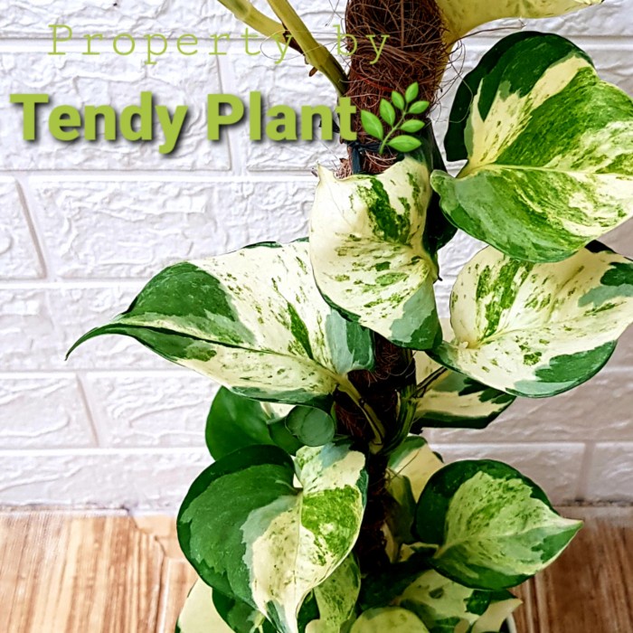 Sirih Gading Manjula,Manjula Pothos,Besar, turus+lumut hidup [NRS]