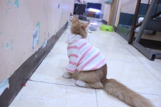 Baju rajut strip putih pink lucu untuk kucing dan anjing / baju kucing murah size S M L XL