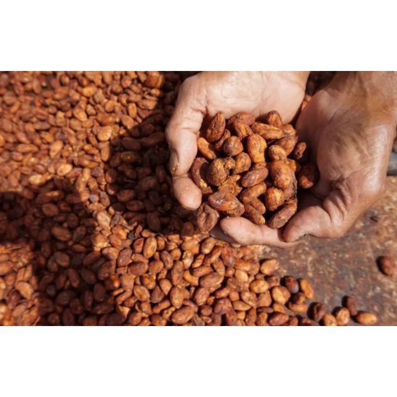 BIBIT KAKAO BIJI KERING | KOPI COKLAT KERING SIAP SEMAI/TANAM (1KG)