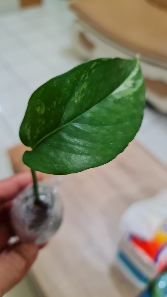 Bibit Tanaman Hias Monstera Epipremnum Varigata Satu Daun