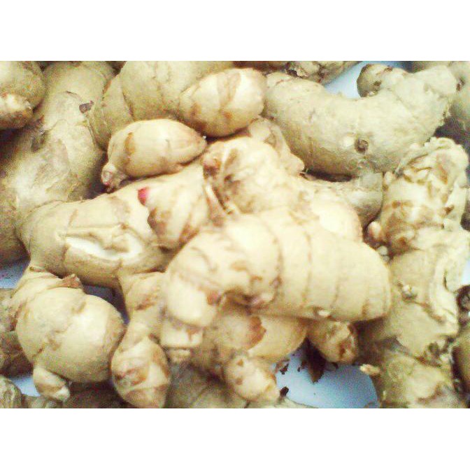 

Kunyit / Temu Putih Segar 1Kg Curcuma Zedoaria Herbal Kanker | By Khanza Store