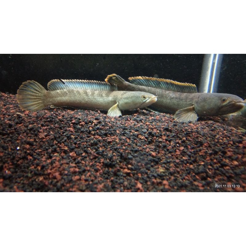 Limbata 8-20cm bergaransi 