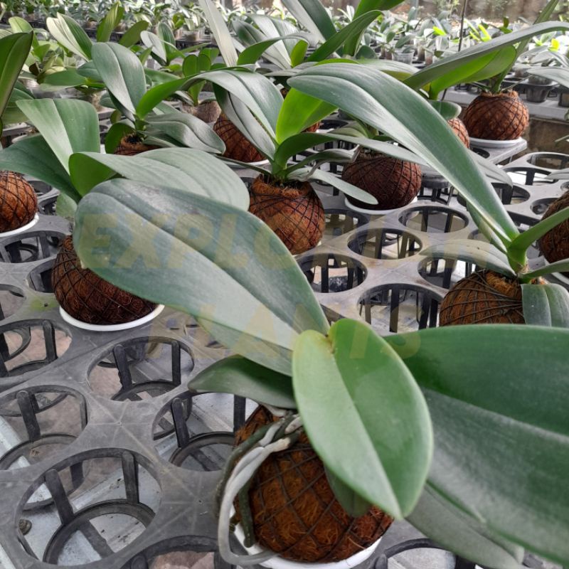 Kokedama Anggrek Bulan TANPA SPIKE