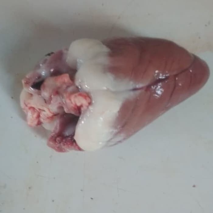 

Jantung Kambing 1/2kg