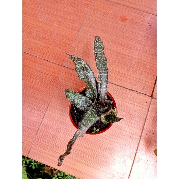 sansevieria kirkii brown