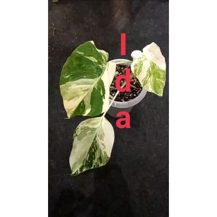 Monstera White Tiger