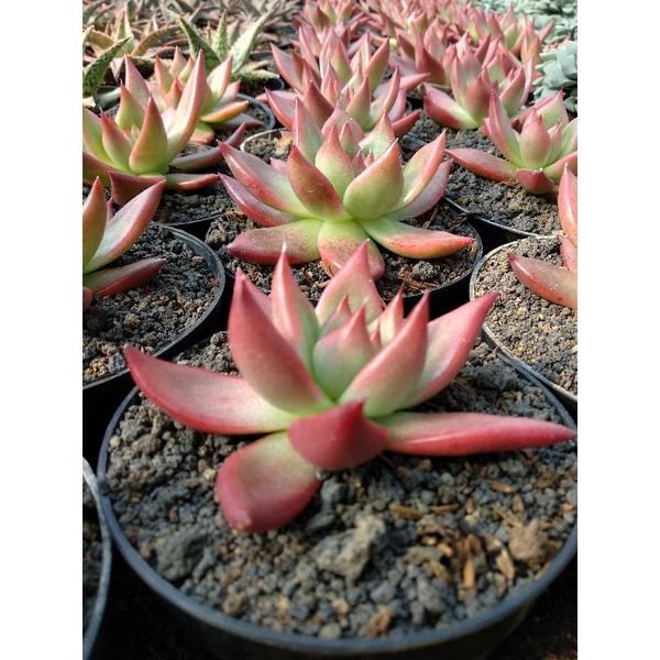 Tanaman Import | Agavoides Frank Reinlet | kaktus Cantik | Sukulen Premium