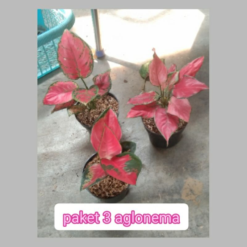 paket 3 aglonema