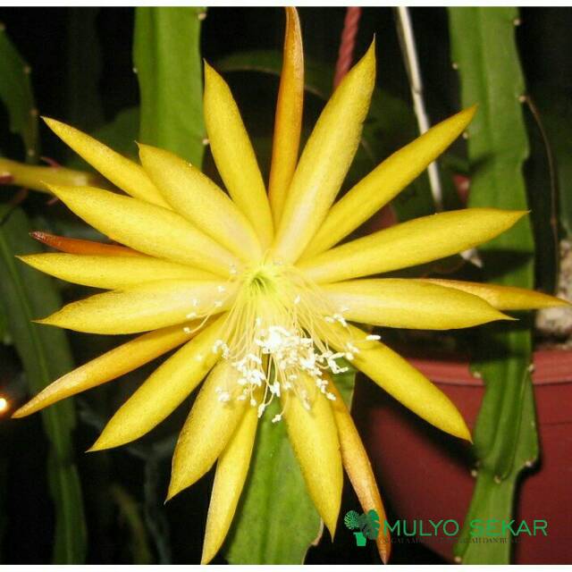 Wijaya Kusuma Kuning Fruhlings Gold Epiphyllum Bibit Tanaman Bunga