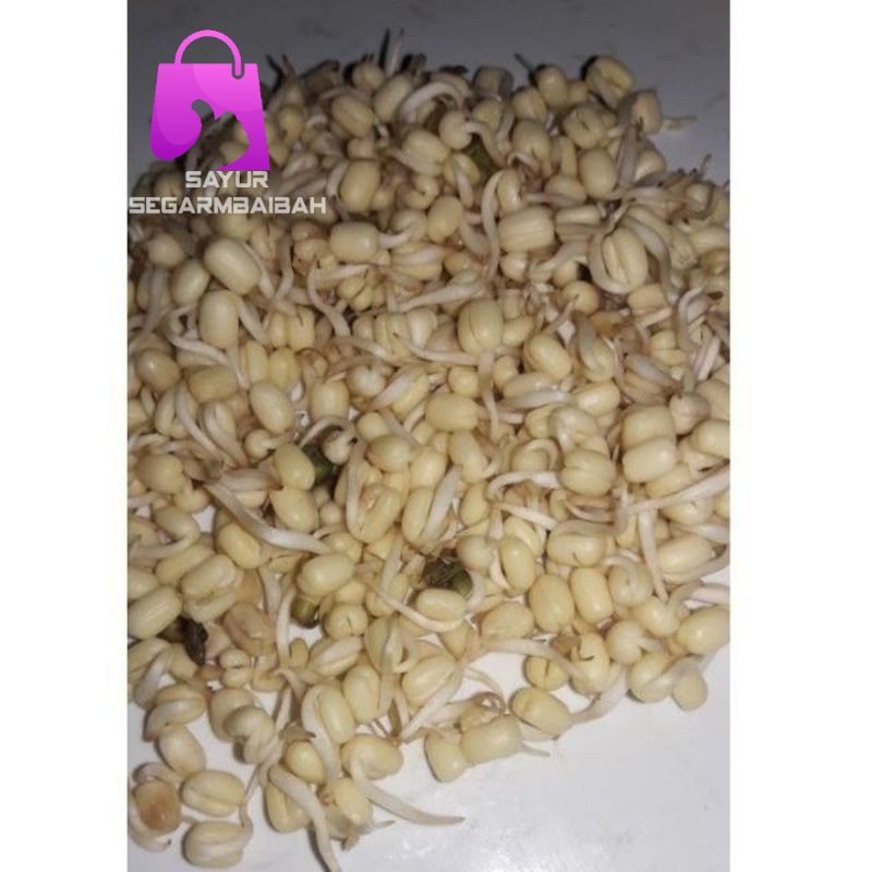 

toge pendek/kecambah/perbungkus