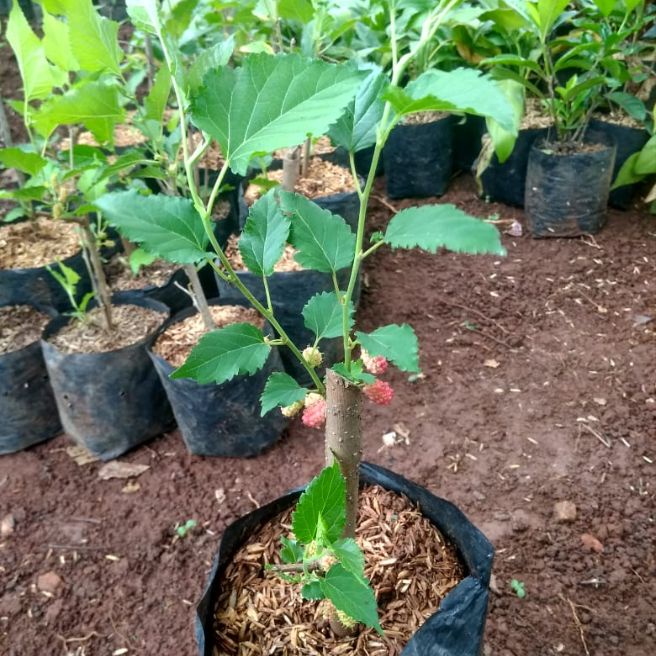 Bibit tanaman murbei / pohon mulberry bibit tanaman black bary tanaman berbuah berbunga tanaman