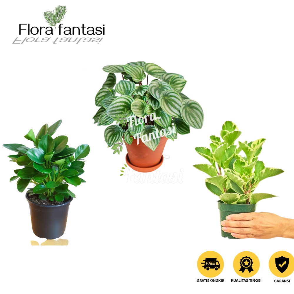 PROMO Paket 3 Tanaman Hias Hidup Peperomia Water Melon - Variegata - Hijau-bunga hidupkembang hidup 