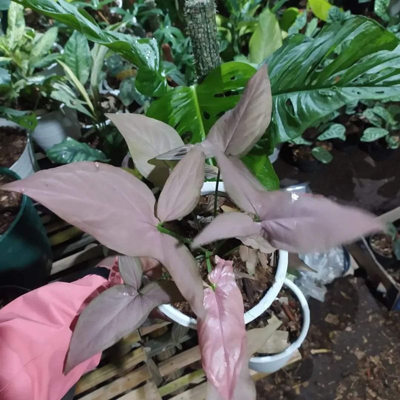 TANAMAN HIAS SYNGONIUM PINK - TANAMAN HIAS HIDUP INDOOR