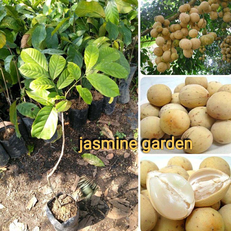 Free Ongkir Bibit Buah Duku Palembang Tanpa Biji Super J1*